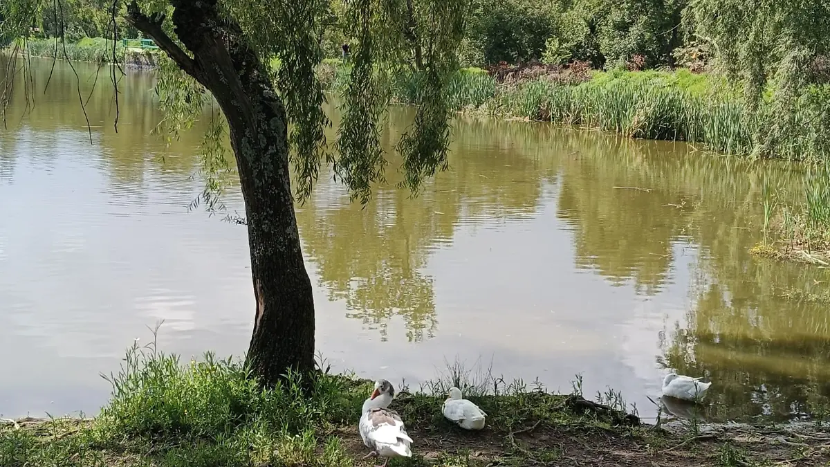 Parque Alameda 2000 3.png