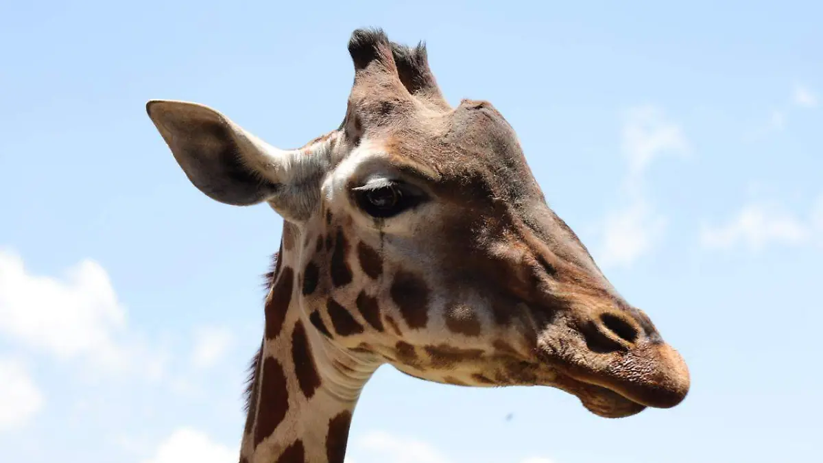 jirafa