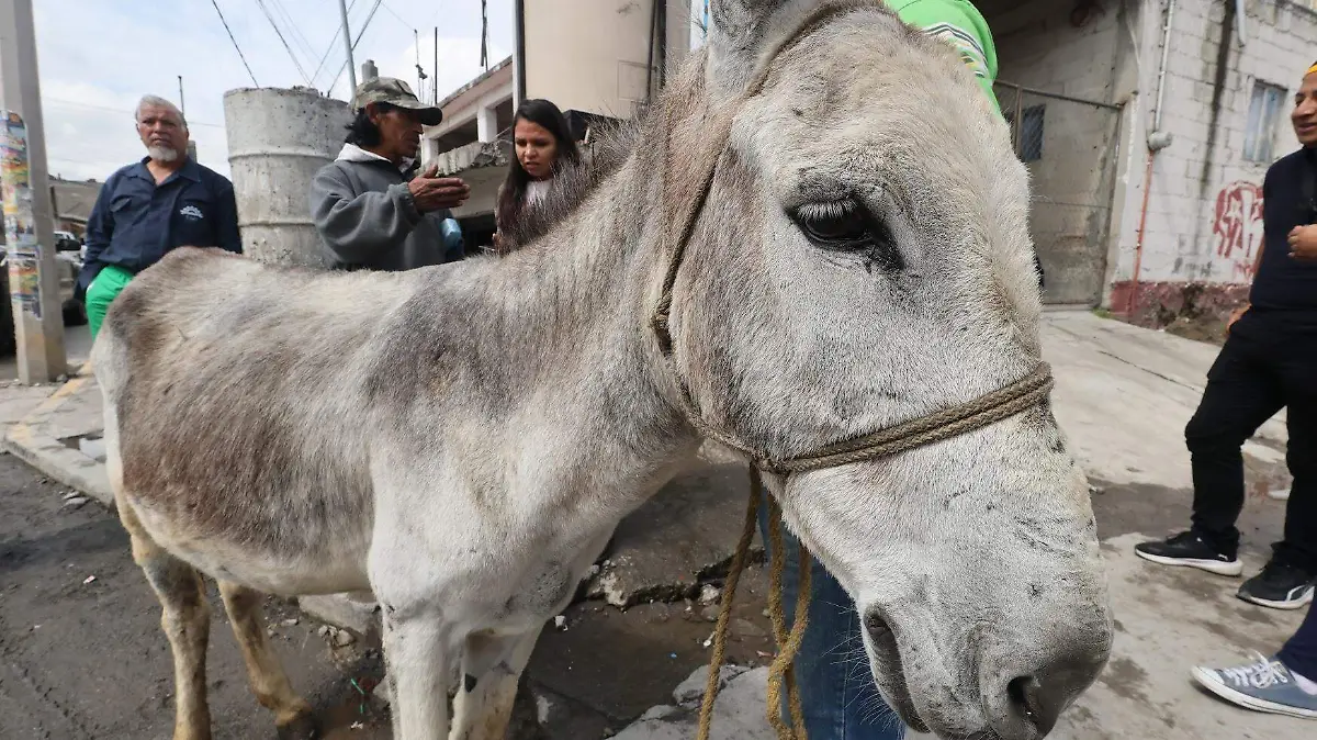 burro san juna tilapan 1 