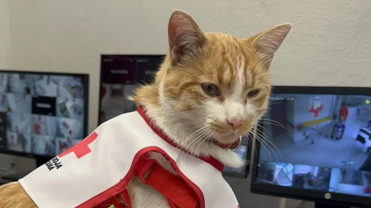 cruzberto-gato-cruz-roja