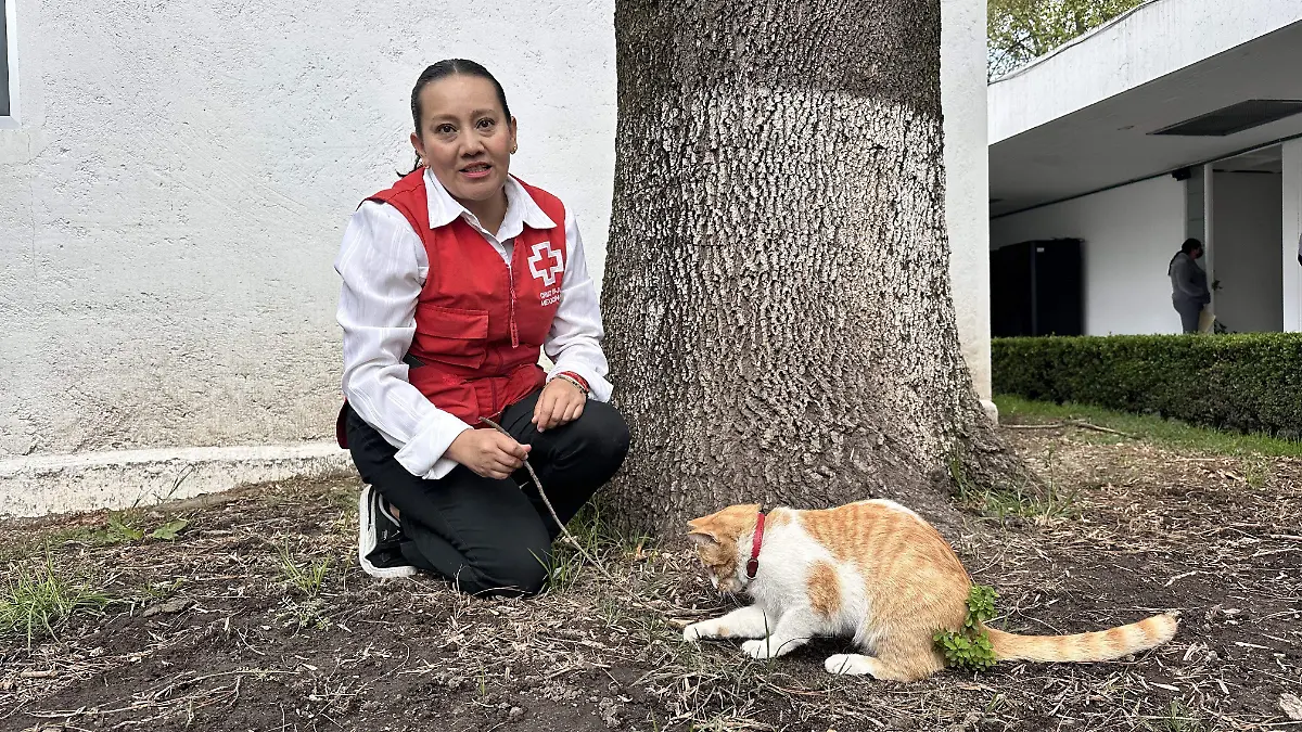 cruz-roja-gato-cruzberto