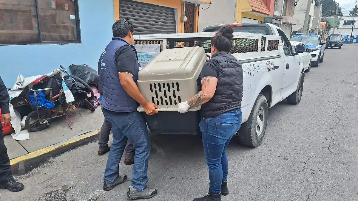 rescate animal Metepec 2 