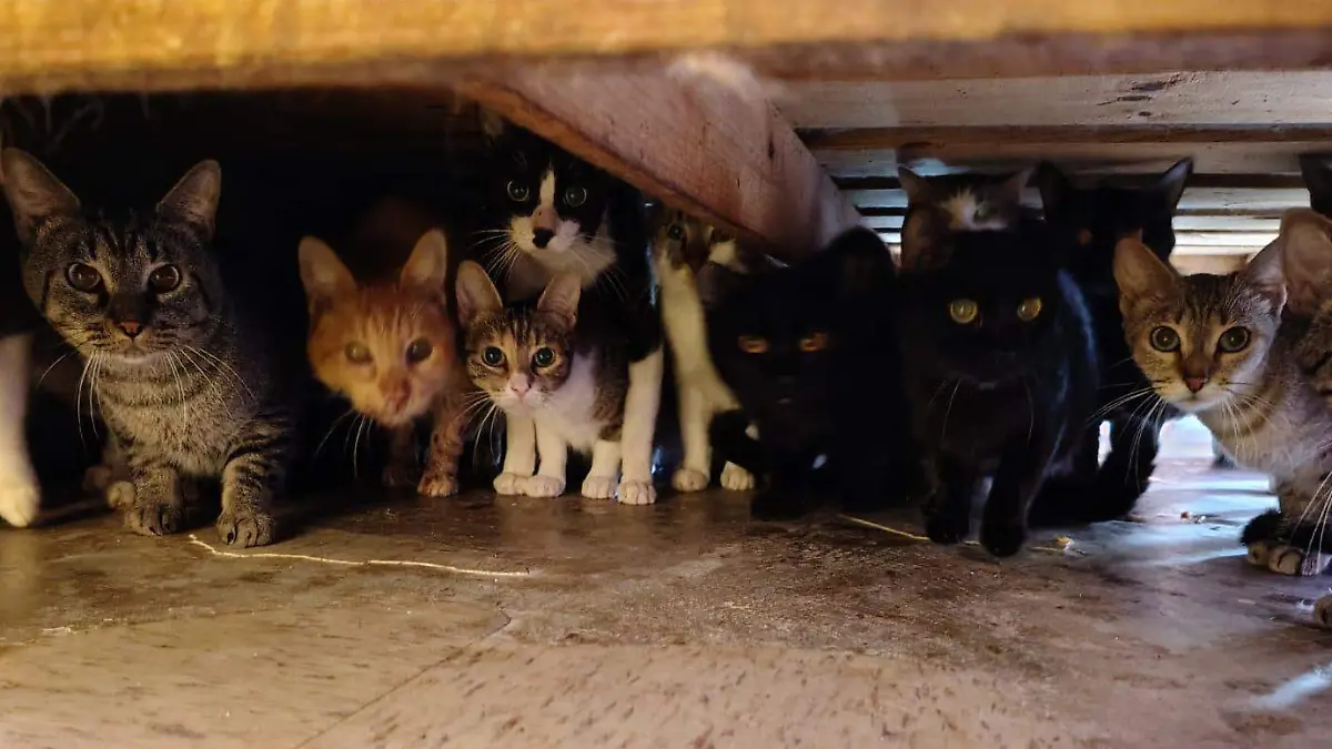 gatos