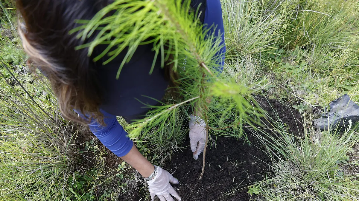 reforestacion-cacalomacan