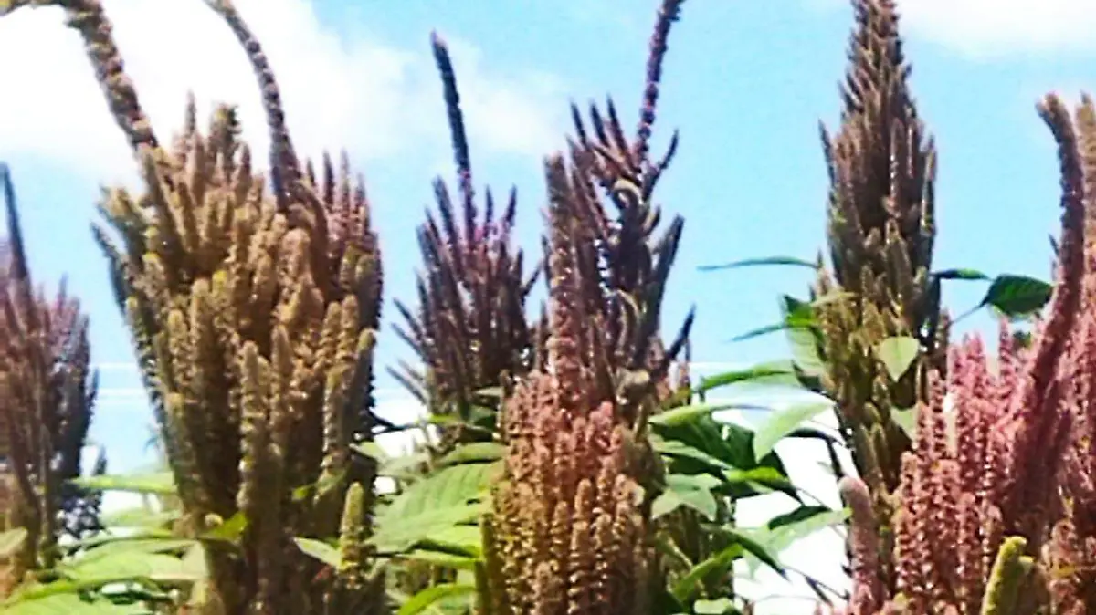 cultivo de amaranto 3