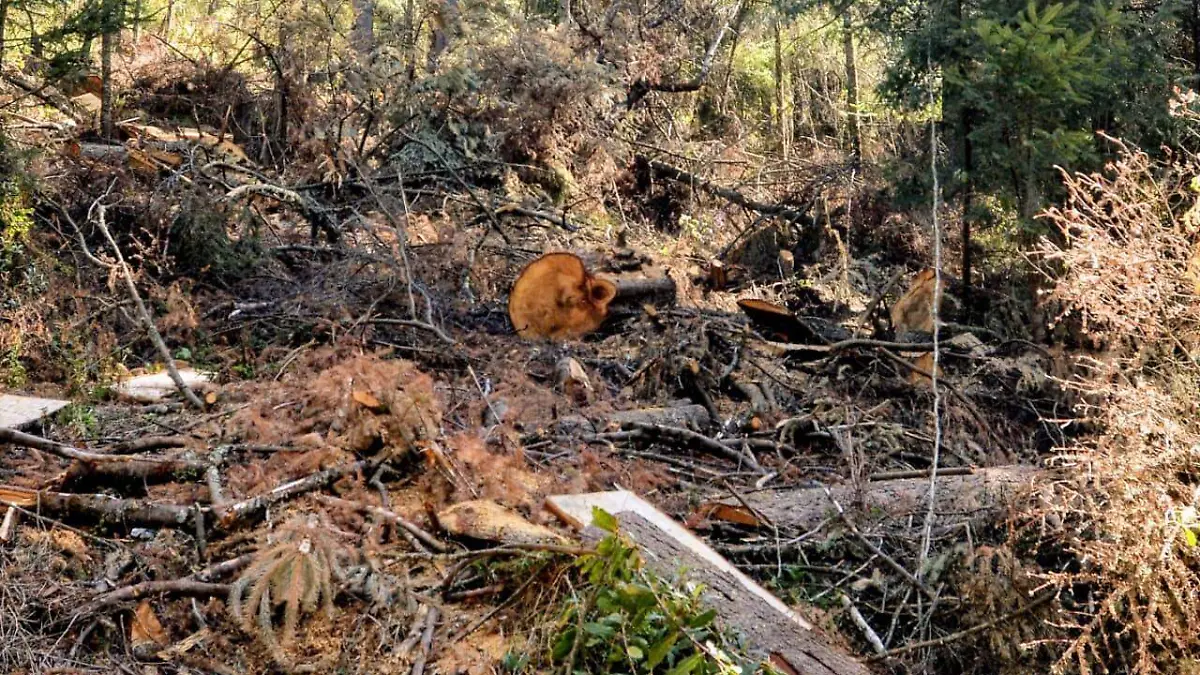 tala / manantiales 2