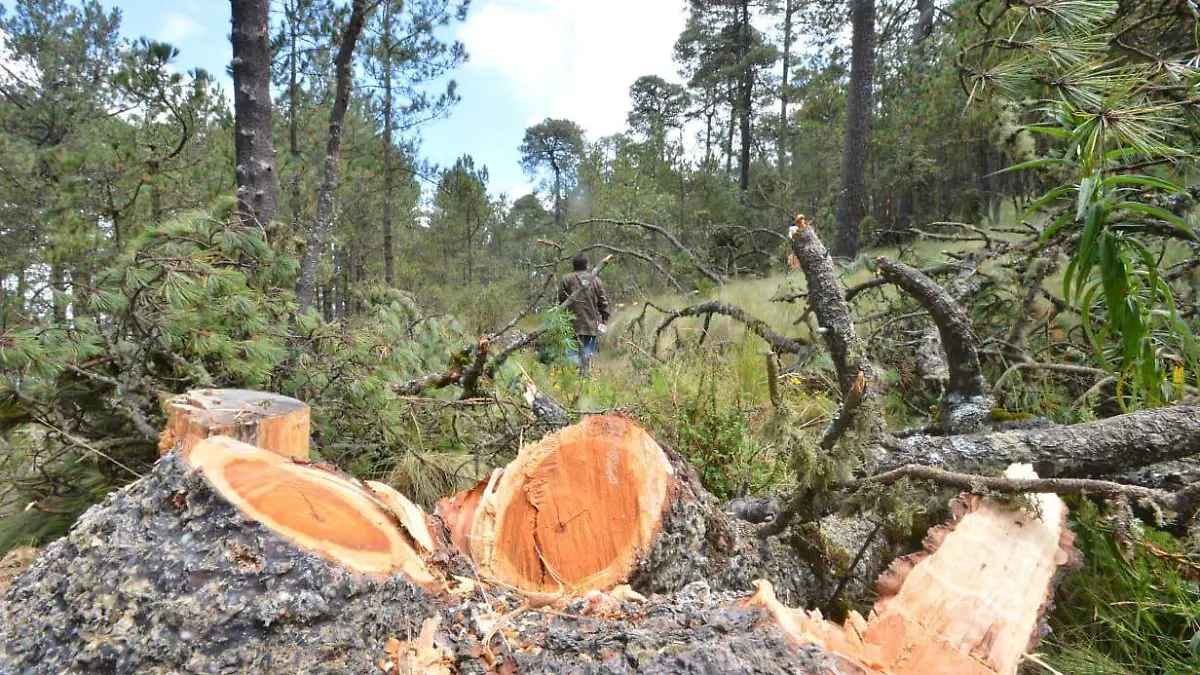 tala / manantiales 3