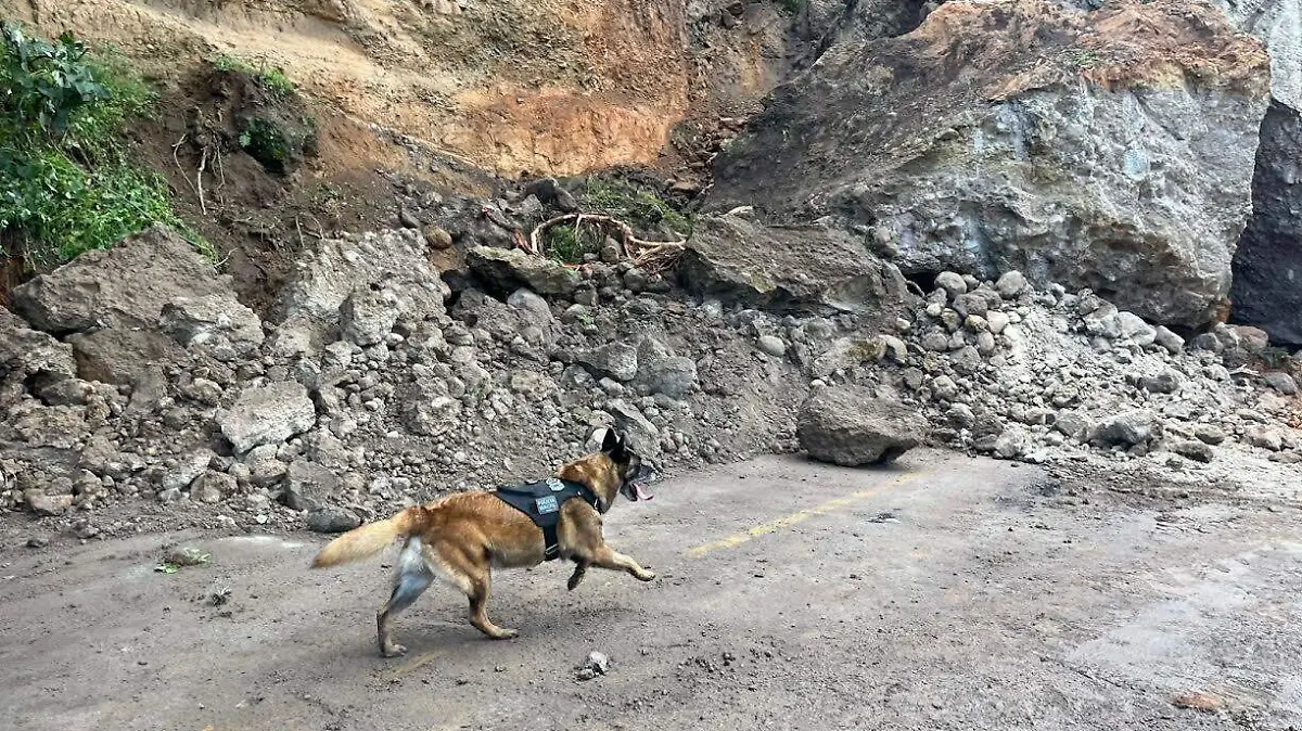 perros rescate