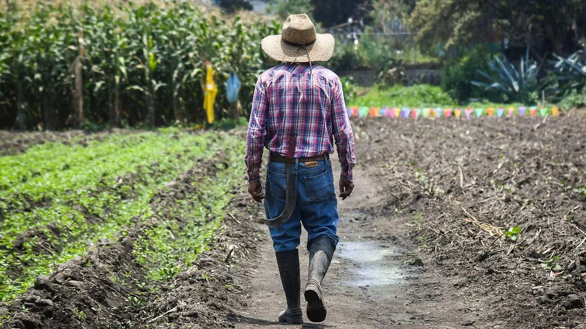 1042915_Agricultor Maíz San Juan Ixtayopan_web