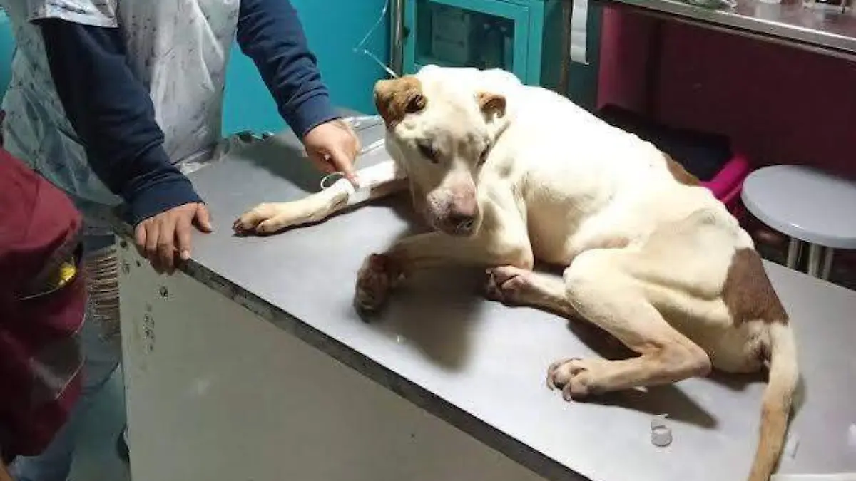 animal-rescatado-en-ixtapaluca