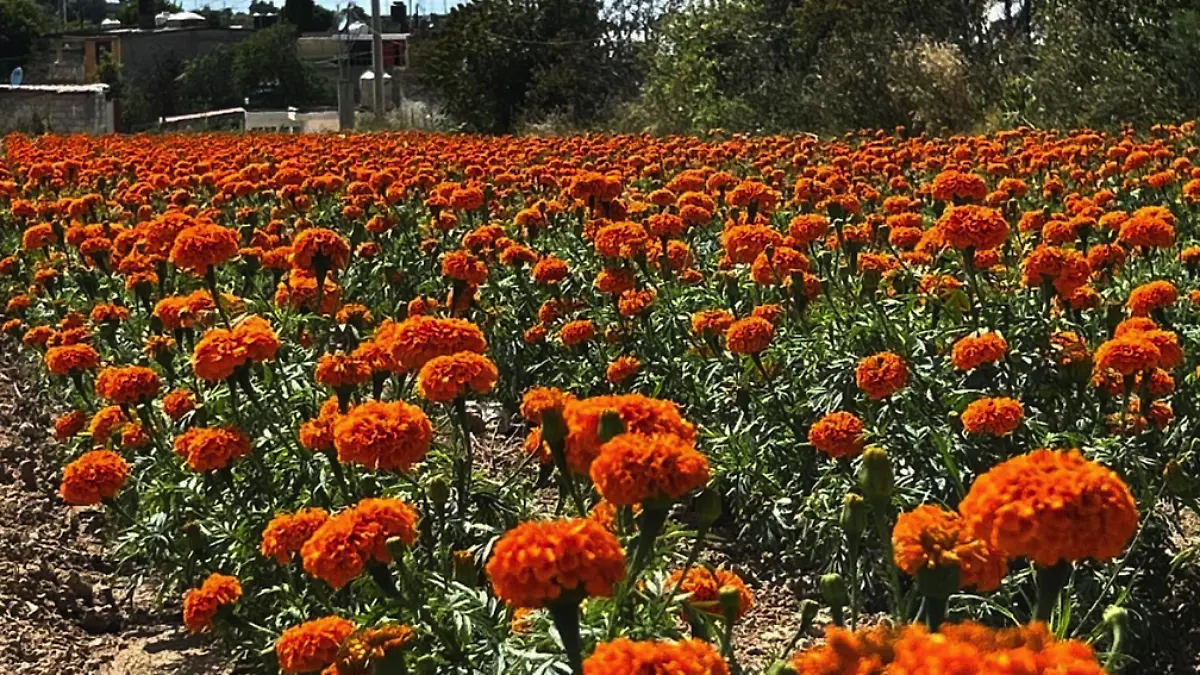 cempasuchitl Texcoco 2