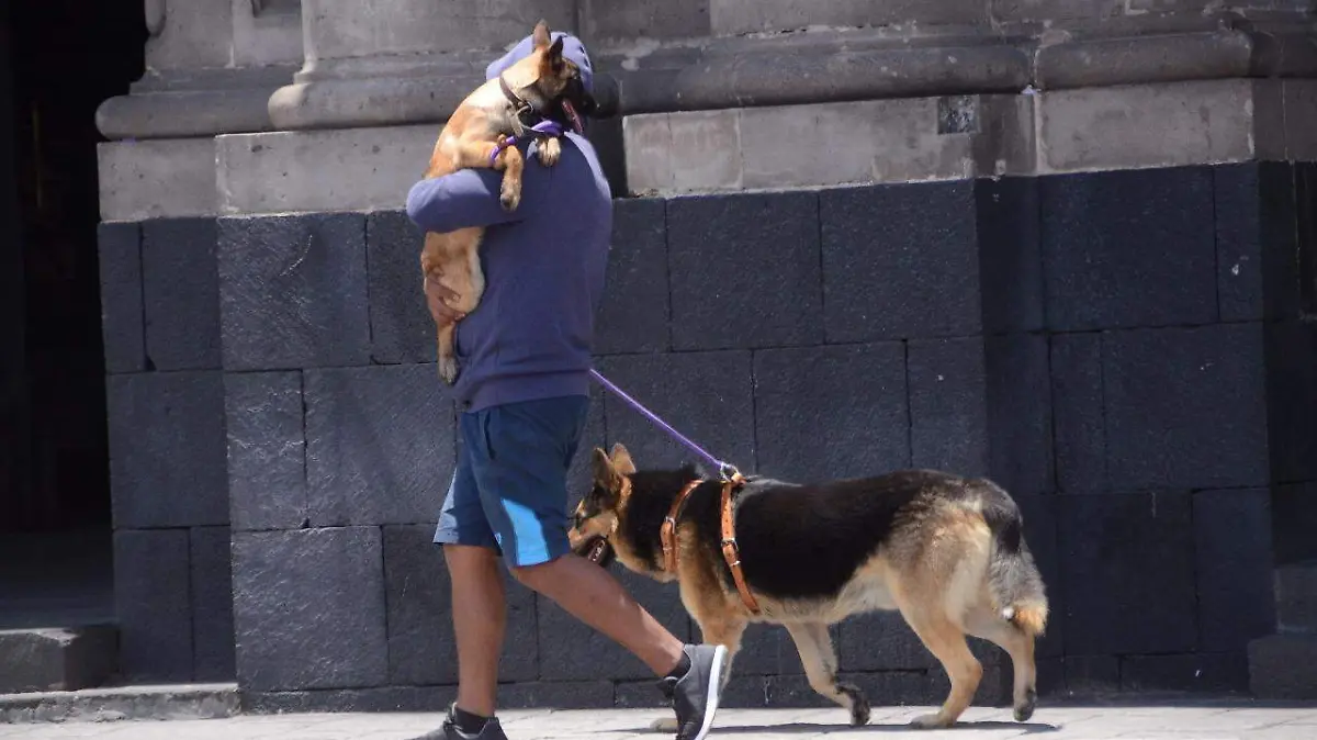 animles de terapia 3 