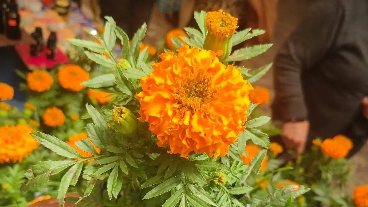 Cempasúchil agroecológico