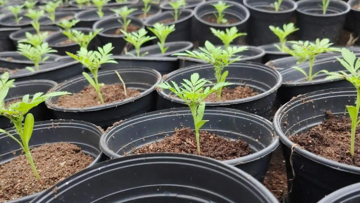 Cempasúchil agroecológico