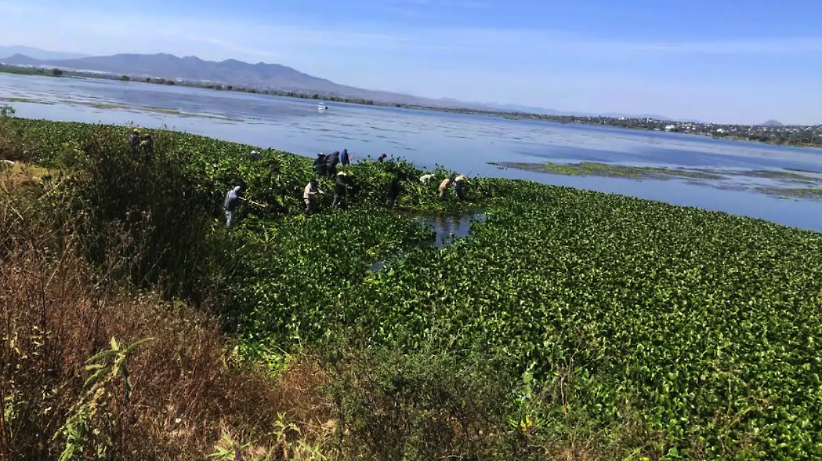 lirio-acuatico-laguna-de-zumpango