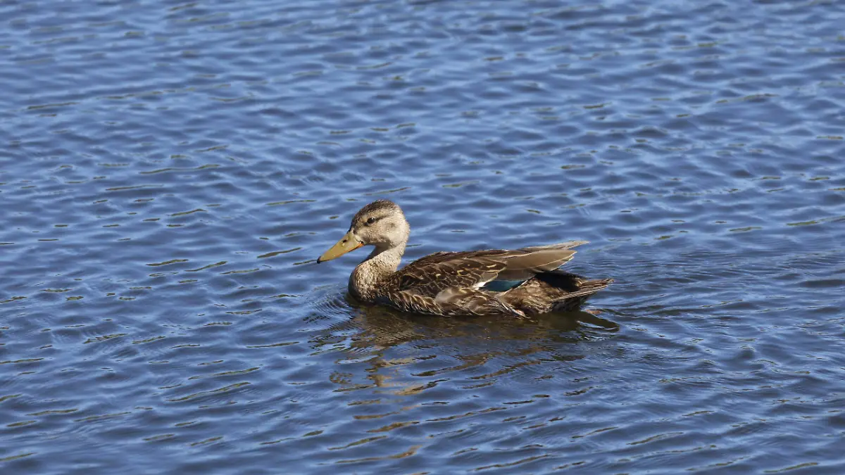 patos