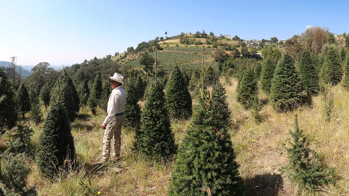 arboles-mimiapan-xonacatlan