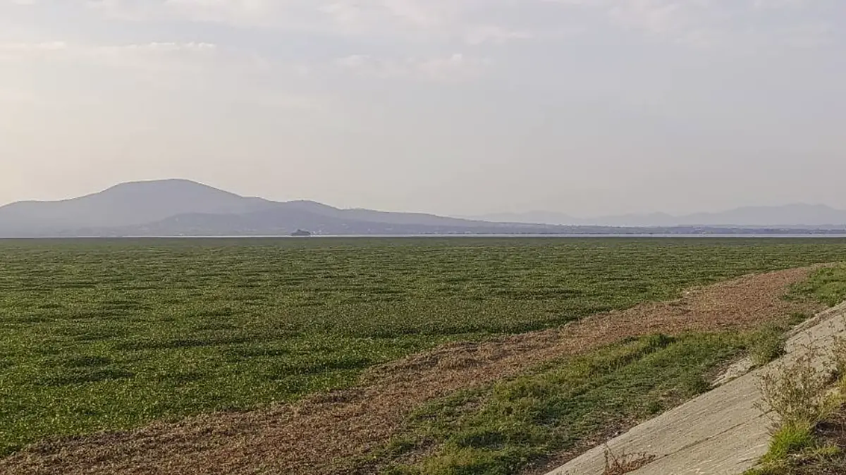 laguna-zumpango-lirio-acuatico