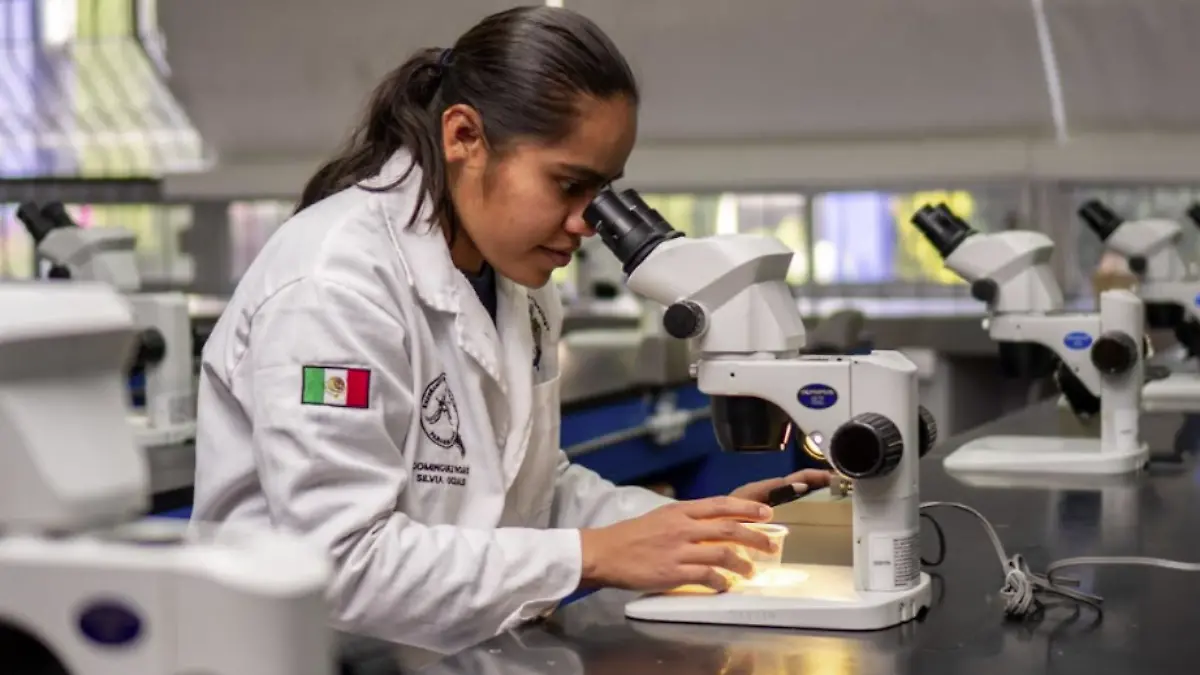 investigacion-gusano-cogollero