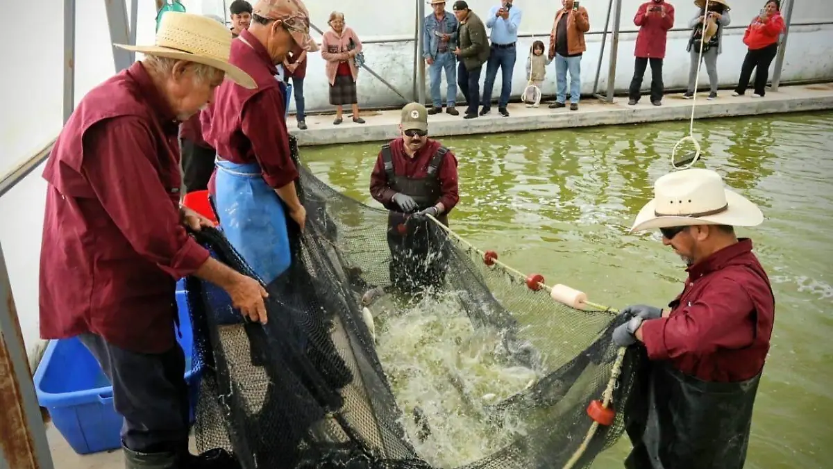 WhatsApp Image 2025-12-31 at 10.12.00