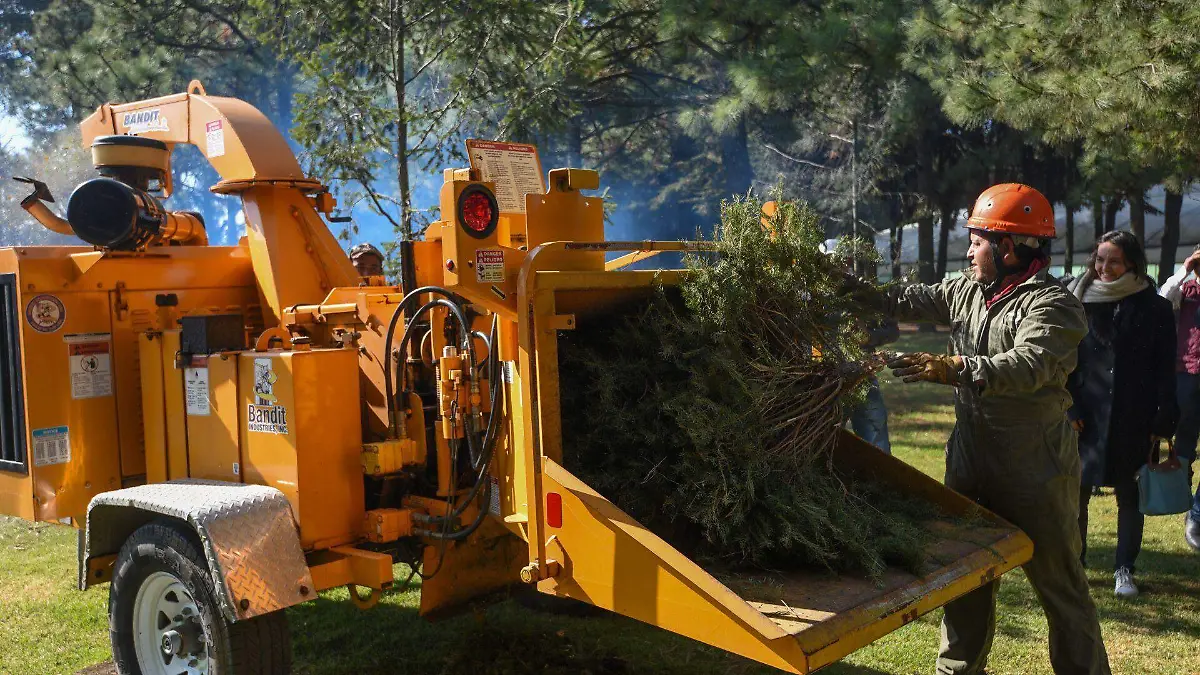 1013631_Acopio y reciclaje árboles de Navidad_web