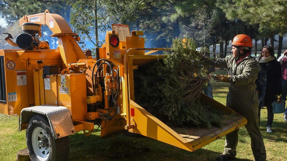 1013631_Acopio y reciclaje árboles de Navidad_web