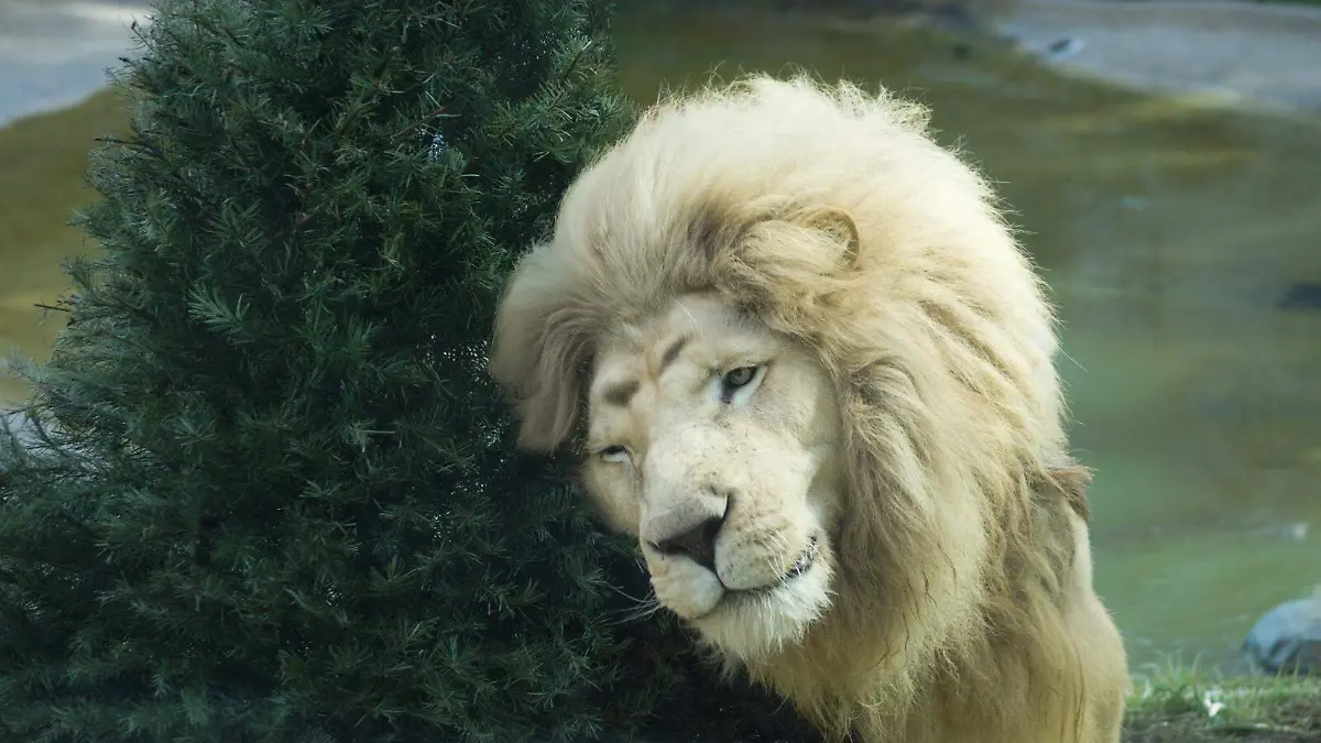 0c489fff-0b8a-45e1-abce-0132e068378a