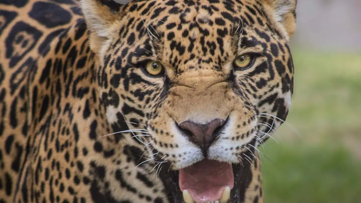 593908443_1293996722767234_3133629036914497658_n