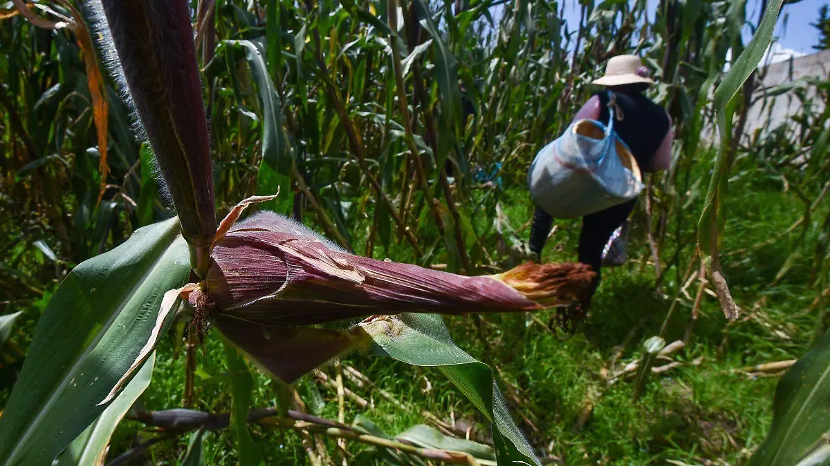 833500_Mujeres cosechan elotes_web