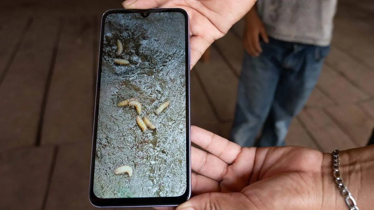 1039639_Gusano Barrenador Cintalapa_web