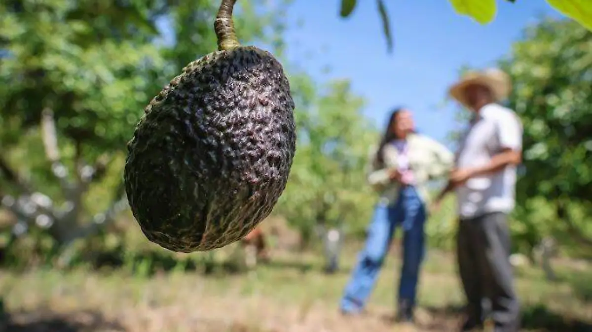 Aguacate Mexiquense Exportación 