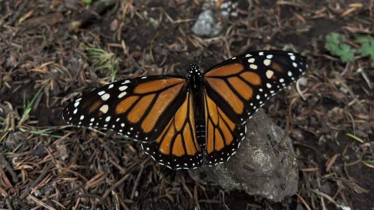 WhatsApp Image 2026-02-07 at 3.39.05 PM