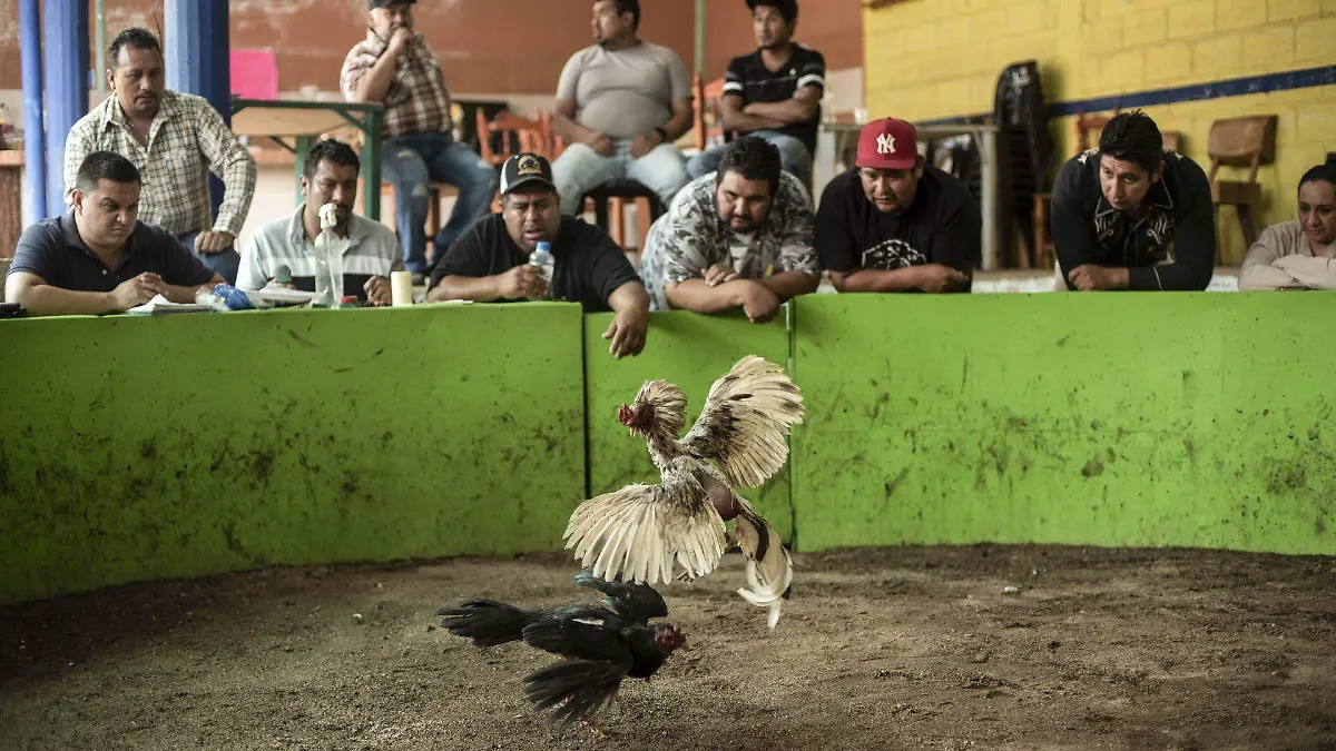 1031784_Chiapas Pelea de Gallos_web
