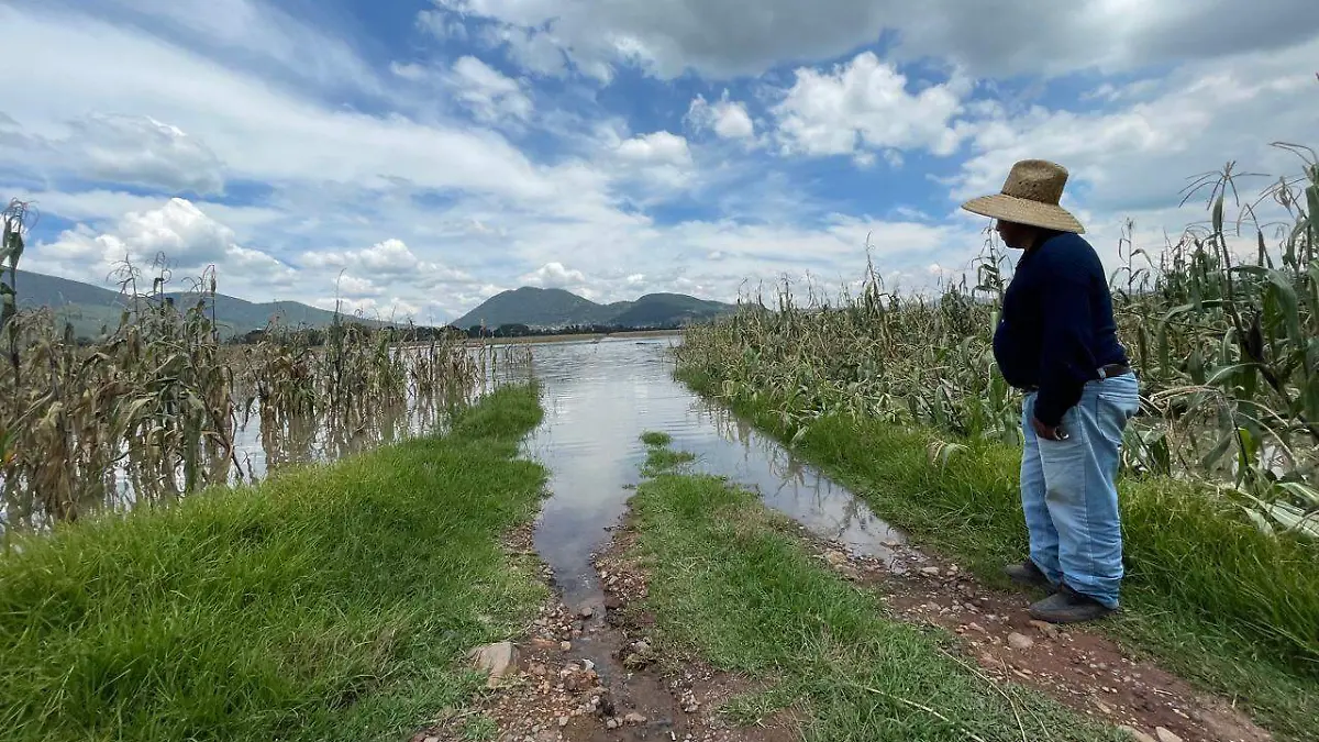 siembra-afectada-por-lluvia