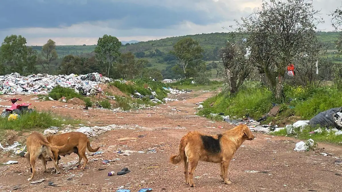 fauna-en-basurero-de-aculco