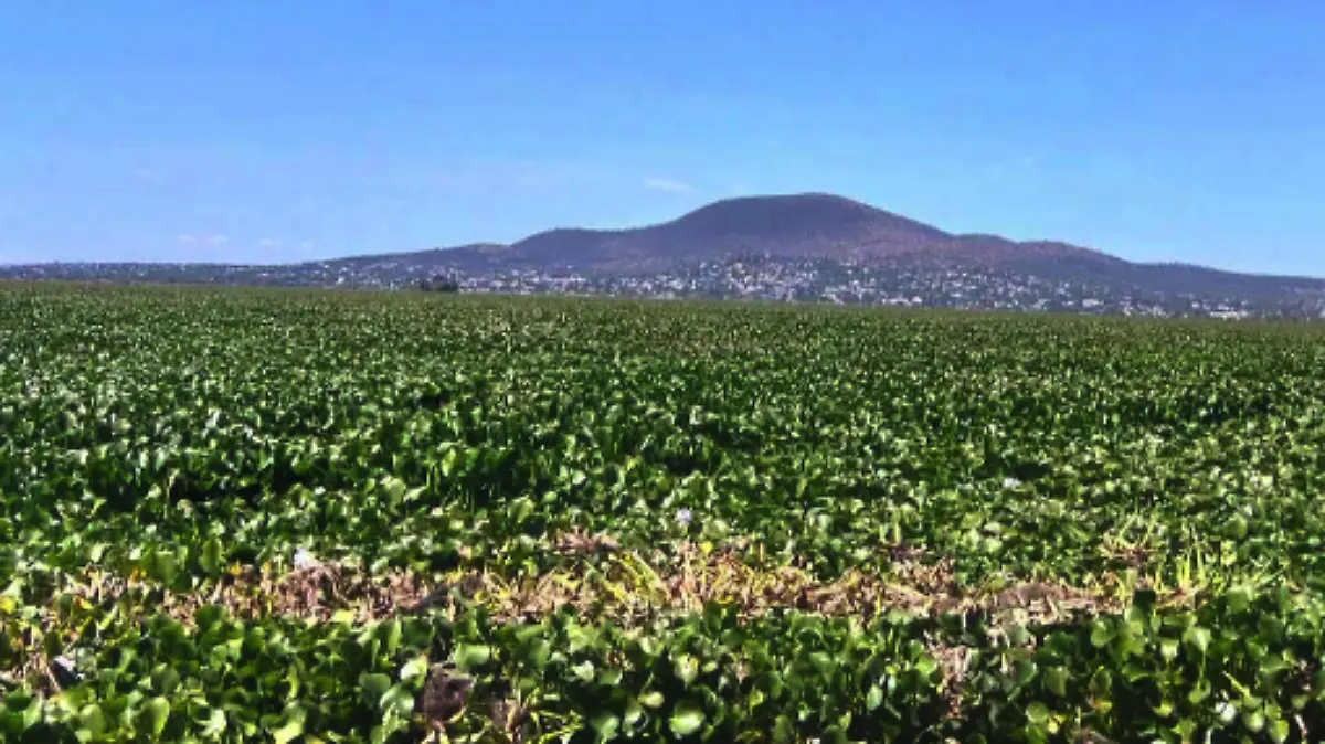 lirio-acuatico-laguna-de-zumpango