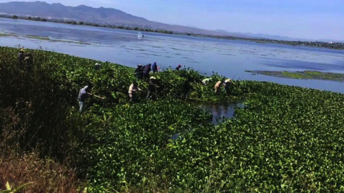 lirio-acuatico-laguna-de-zumpango
