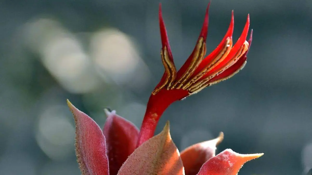 WhatsApp Image 2026-02-15 at 1.20.34 PM