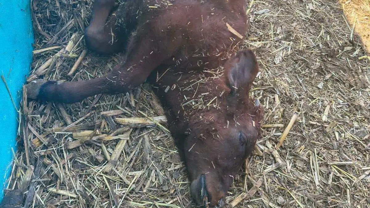 barrenador norte Edomex