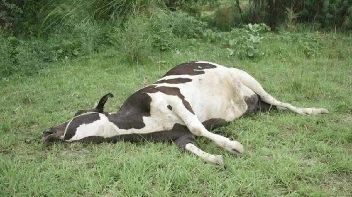 0f3cab7c-81ff-4902-a4fd-46cc9f8335bf