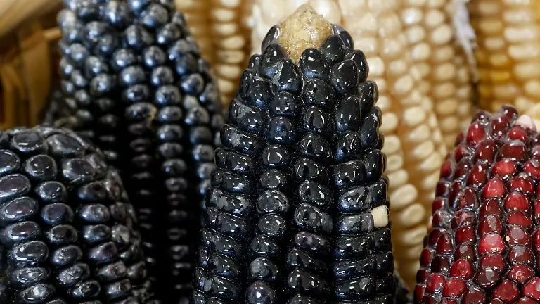 WhatsApp Image 2026-03-26 at 5.11.16 PM (1)