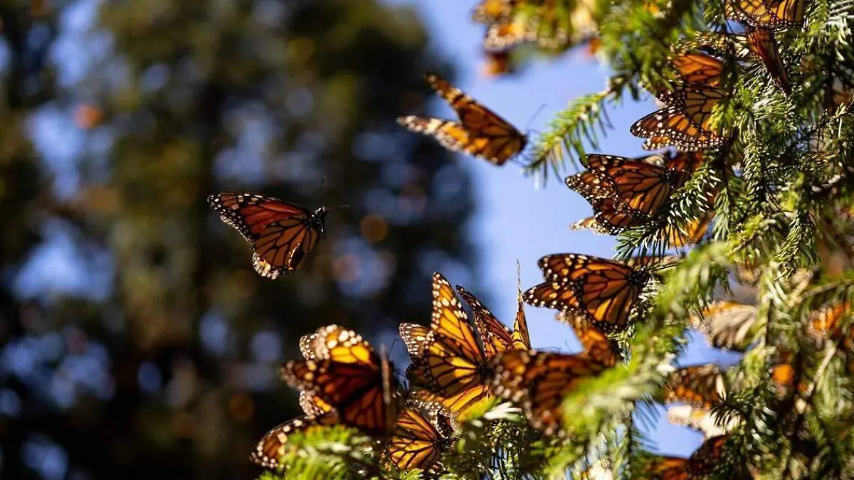 Mariposa