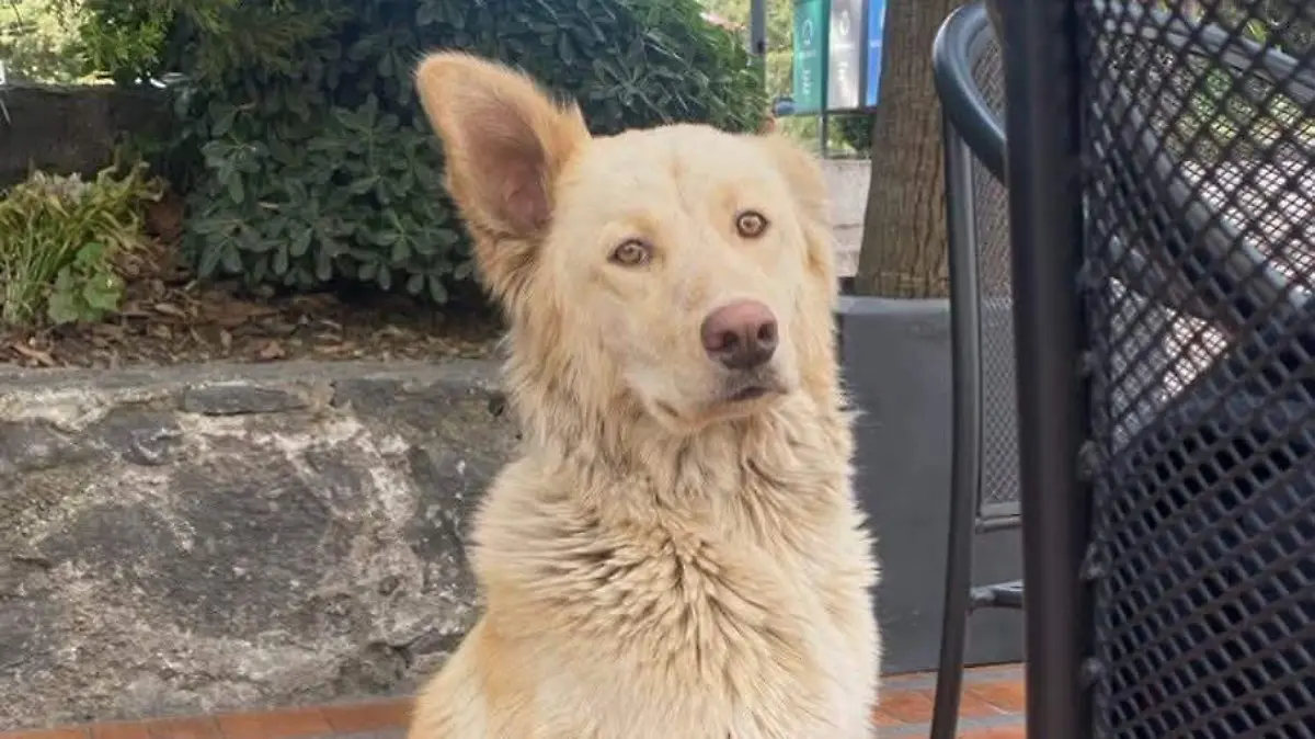 Comunicado 182 foto 4