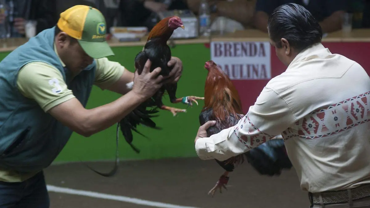 peleas de gallo