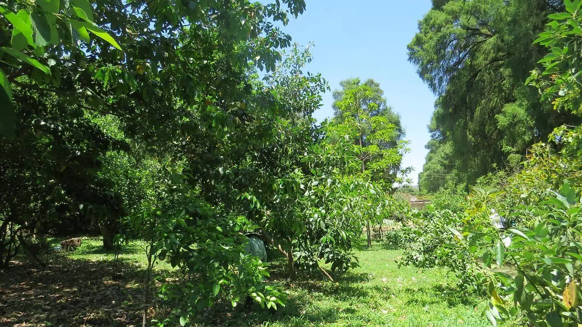 bosques