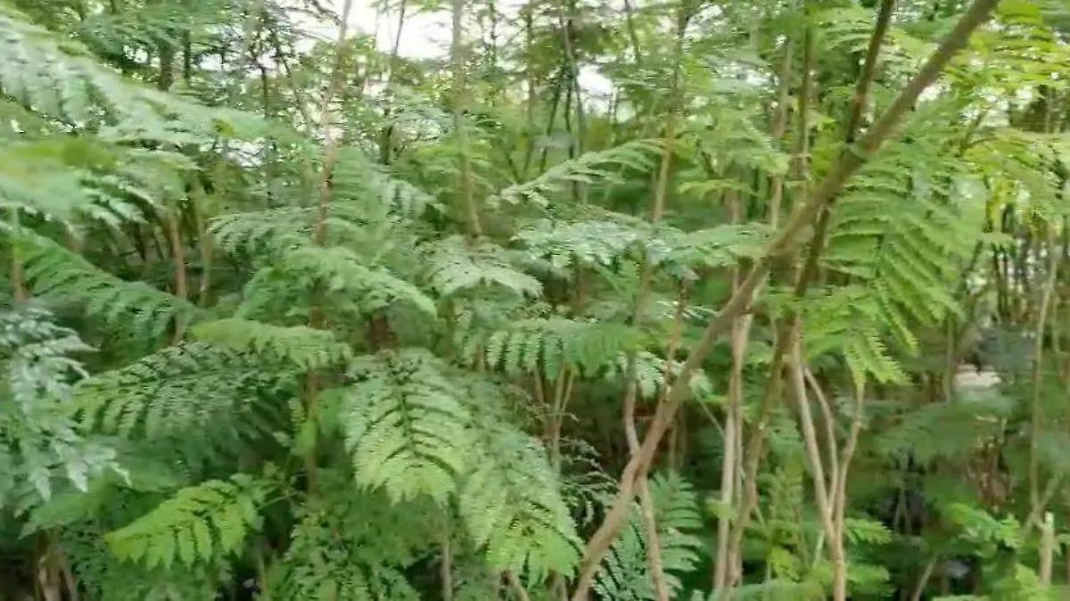 jacarandas