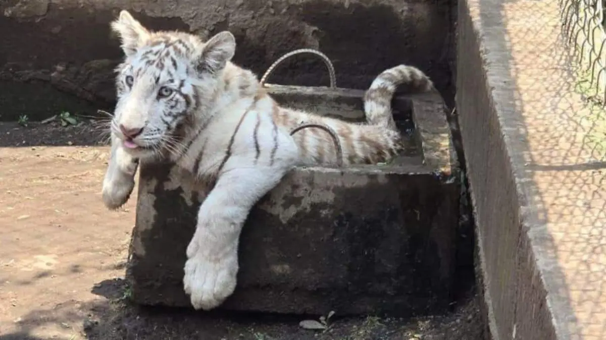 tigre asegurado
