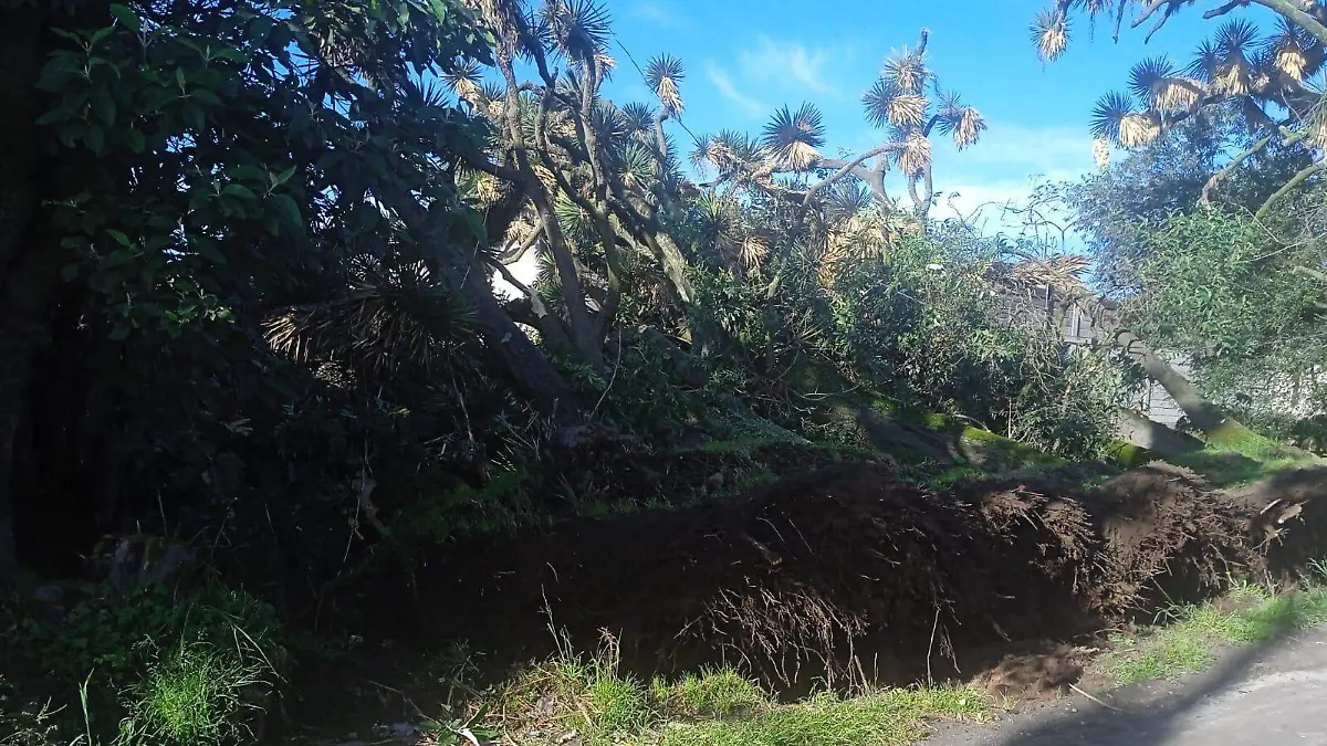 arboles las palmas