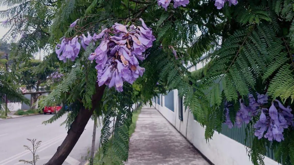 jacarandas