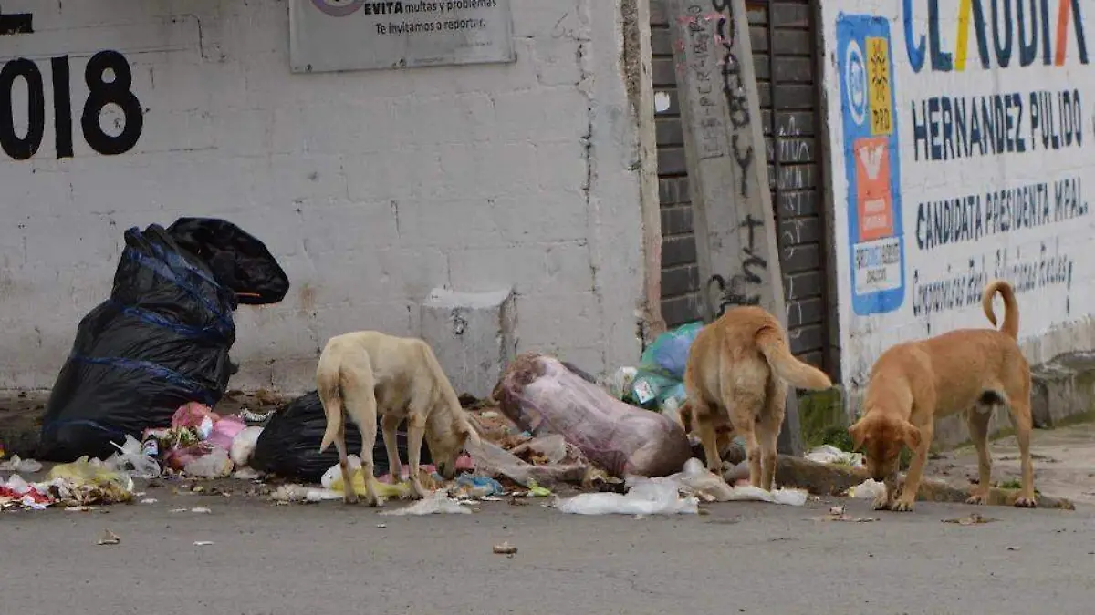 perros